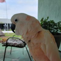 Rainforest Clinic For Birds ico