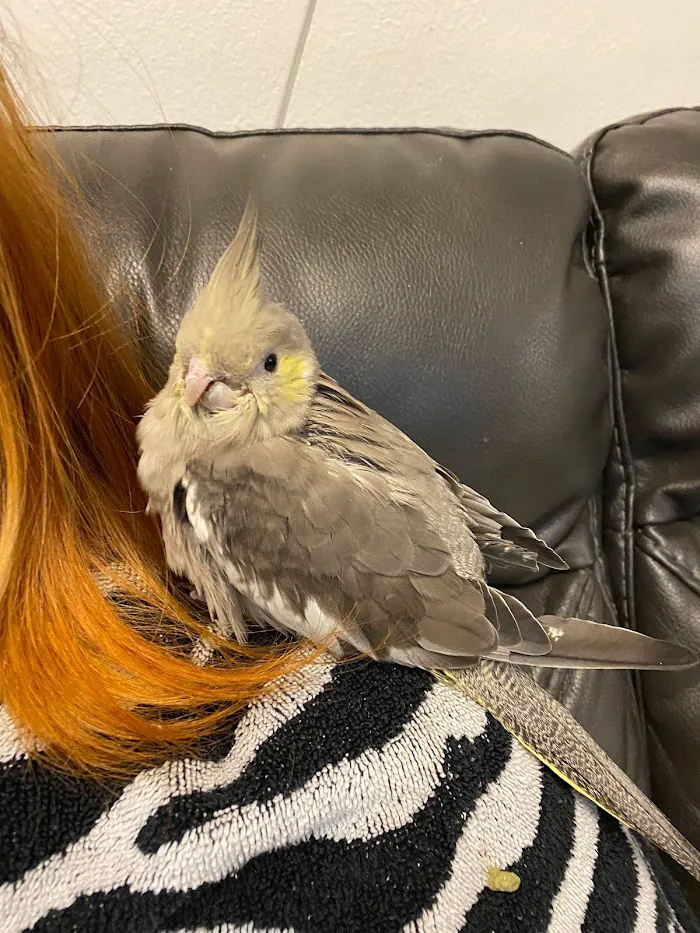 Rainforest Clinic For Birds 12