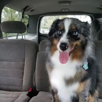 Abacus Animal Clinic ico