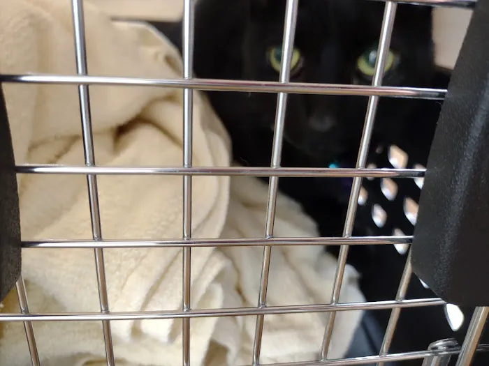Abacus Animal Clinic 12