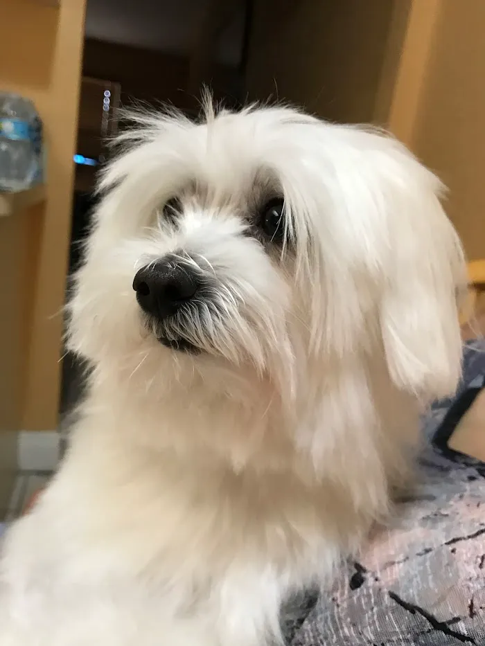 Pet Emergency and Referral Center 12