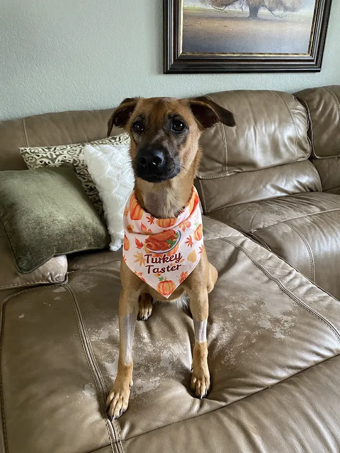Pet Emergency and Referral Center 12