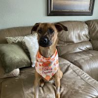 Pet Emergency and Referral Center ico