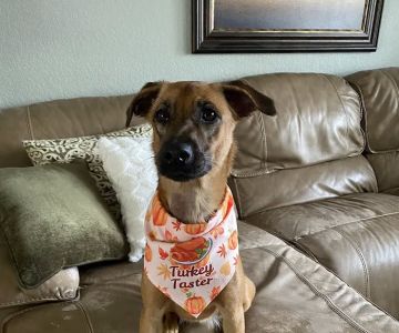 Pet Emergency and Referral Center