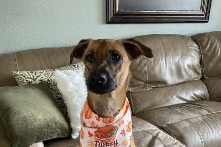 Pet Emergency and Referral Center
