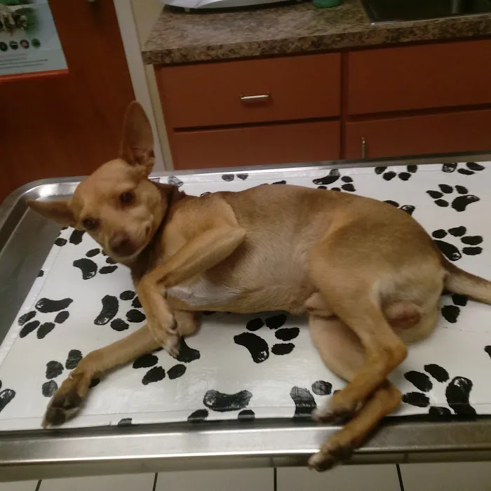 Community Animal Hospital of Royal Palm Beach 12