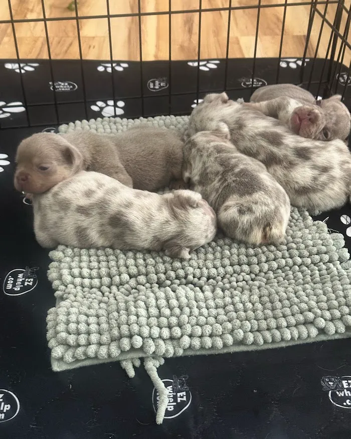 Affordable Canine Reproduction & Veterinary Care for Responsible Breeders 12