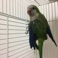 The Bird & Exotic Hospital ico