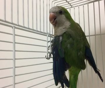 The Bird & Exotic Hospital