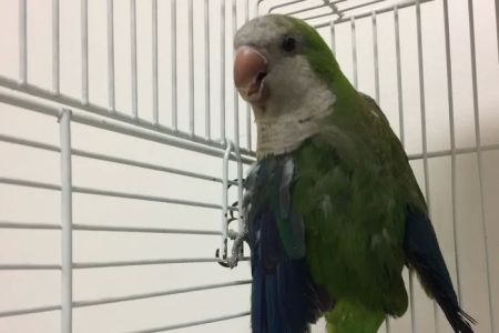 The Bird & Exotic Hospital