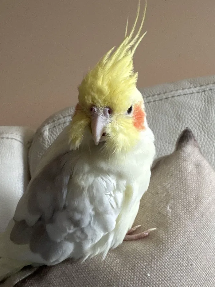 The Bird & Exotic Hospital 12