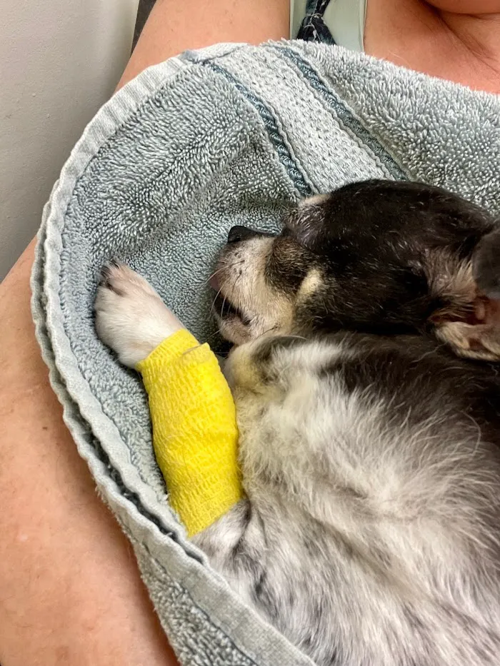 Banfield Pet Hospital 12
