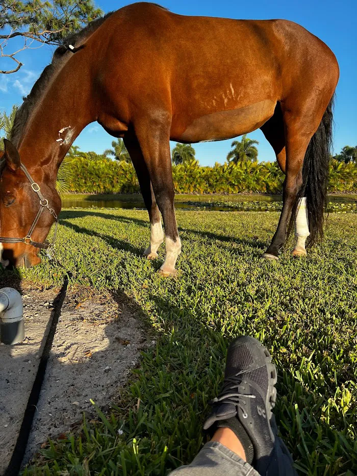 Rood & Riddle Equine Hospital in Wellington 12