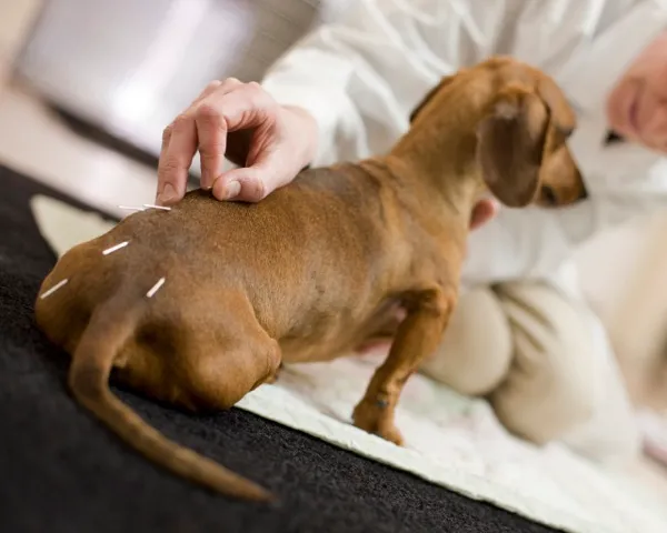 AcuVetDoc Veterinary Reproduction & Animal Care Wellness Clinic 12