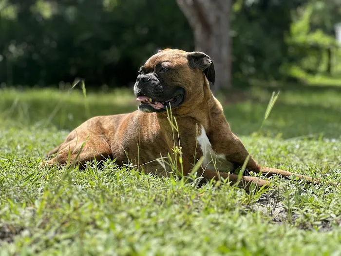 AcuVetDoc Veterinary Reproduction & Animal Care Wellness Clinic 12