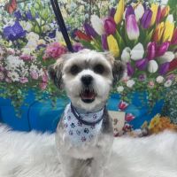Banfield Pet Hospital ico