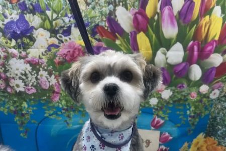 Banfield Pet Hospital