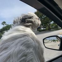 Vetco Total Care Animal Hospital ico