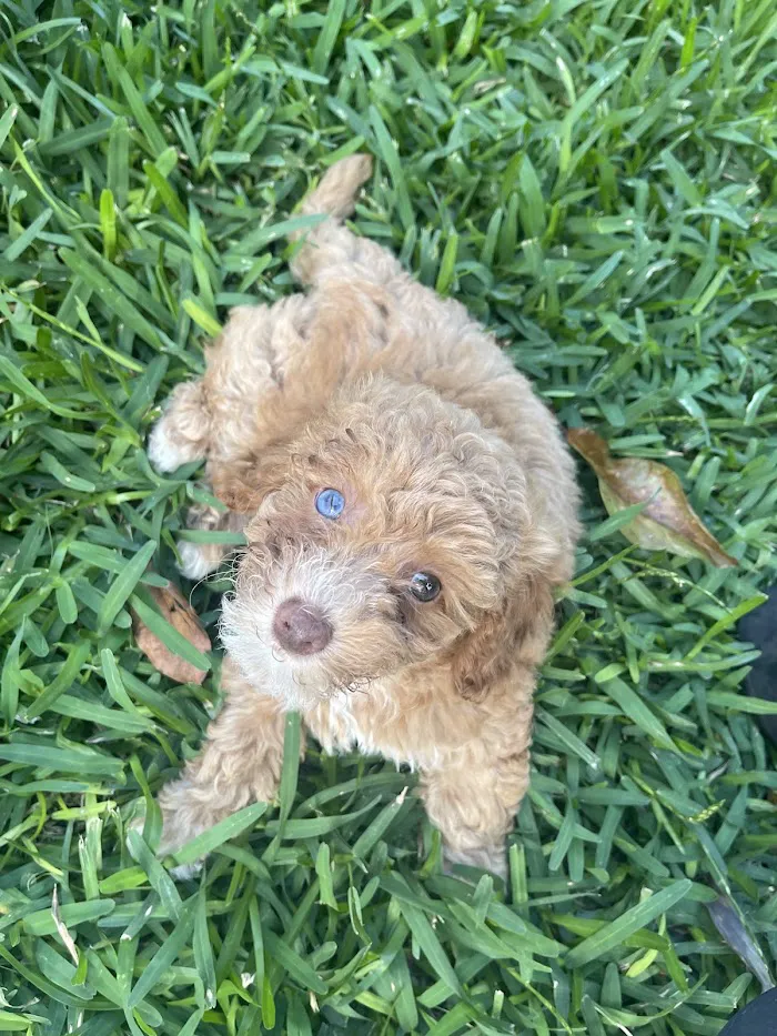 Vetco Total Care Animal Hospital 12