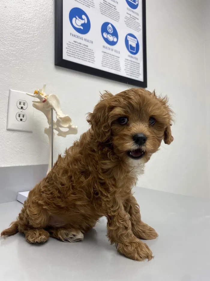Vetco Total Care Animal Hospital 12
