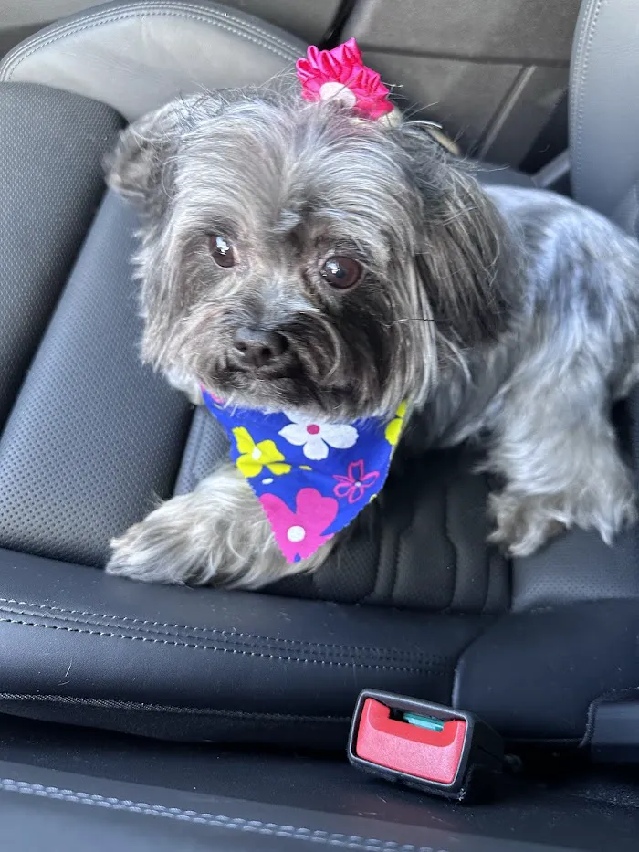 Palm Beach Animal Hospital 12