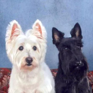 Palm Beach Animal Hospital 12