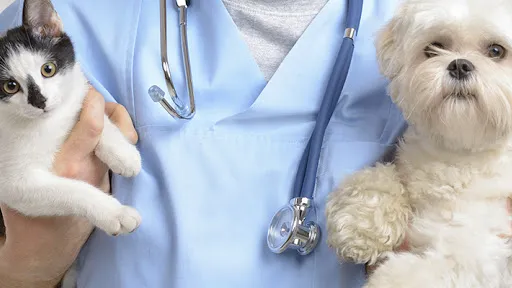 Palm Beach Animal Hospital 12