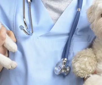 Palm Beach Animal Hospital