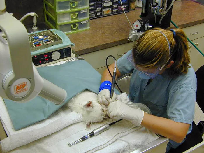 Courtyard Animal Hospital 12