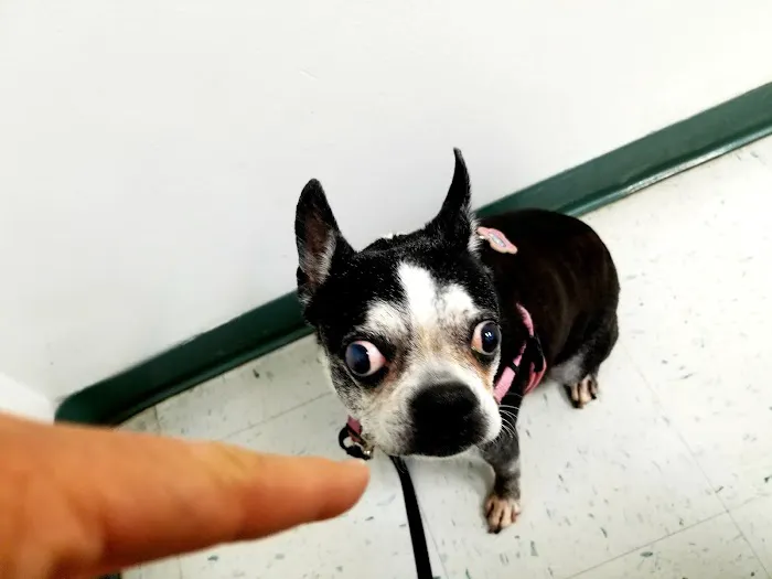 Animal Eye Specialty Clinic - West Palm Beach 12