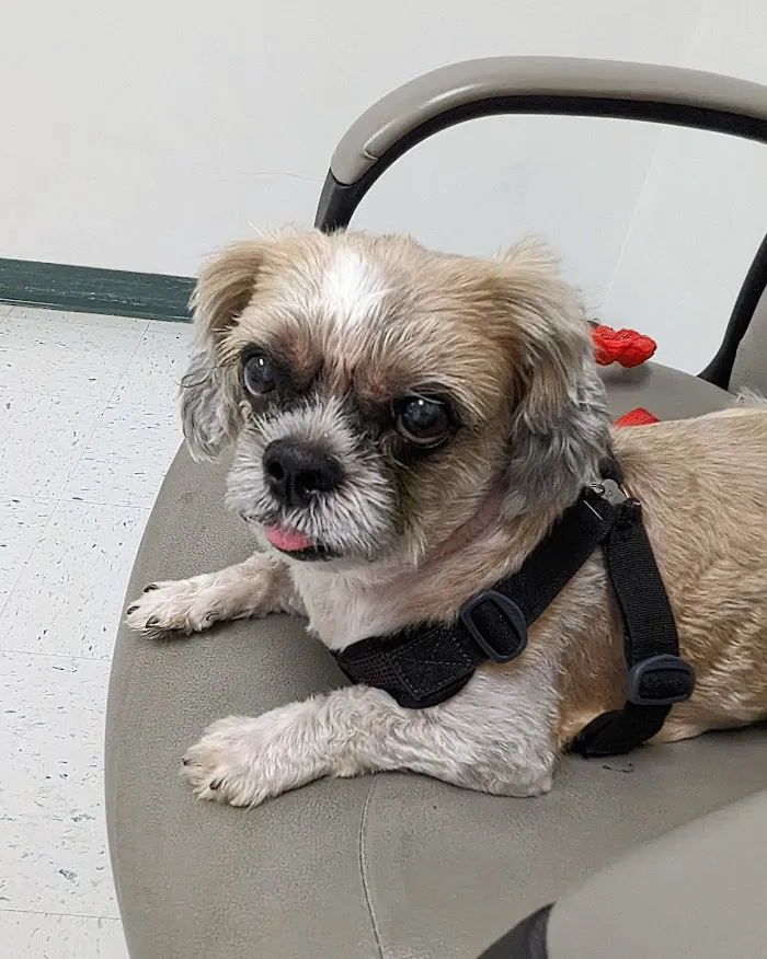 Animal Eye Specialty Clinic - West Palm Beach 12