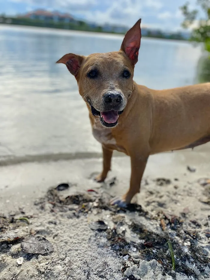 Veterinary Specialty Hospital of Palm Beach Gardens 12