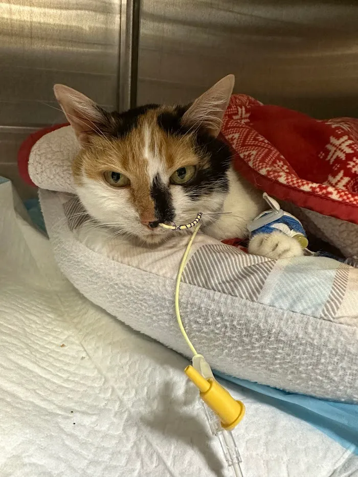 Veterinary Specialty Hospital of Palm Beach Gardens 12
