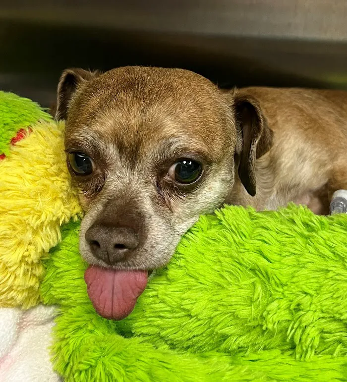 Veterinary Specialty Hospital of Palm Beach Gardens 12
