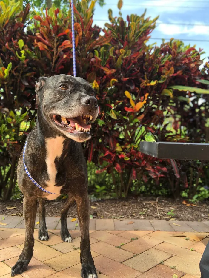 Veterinary Specialty Hospital of Palm Beach Gardens 12