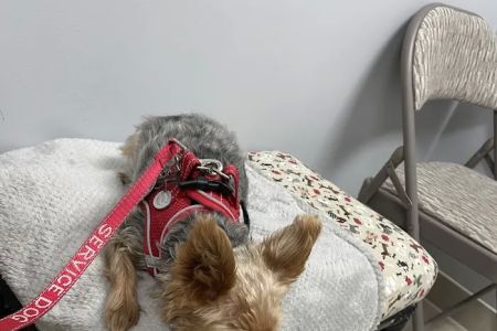 Alma Vet Connection