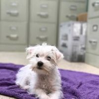Palms West Veterinary Hospital ico
