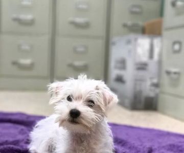 Palms West Veterinary Hospital