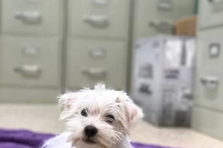 Palms West Veterinary Hospital