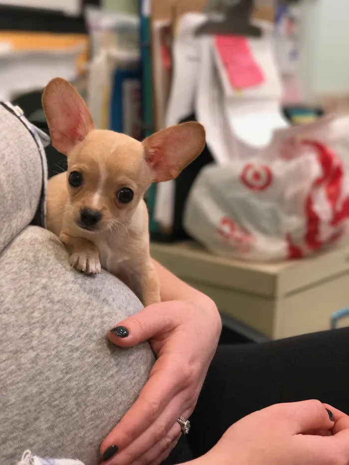 Palms West Veterinary Hospital 12