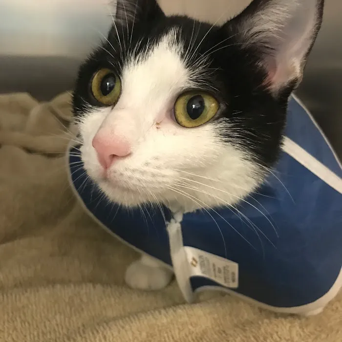 Palms West Veterinary Hospital 12