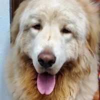 Loxahatchee Groves Veterinary Clinic ico
