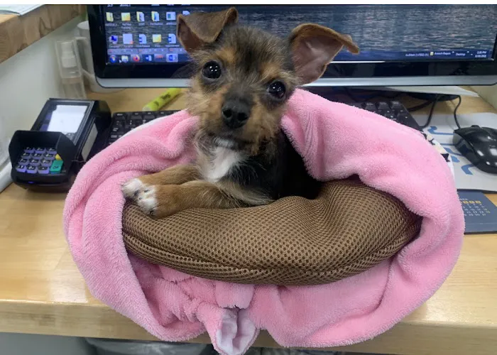 PetLife Animal Hospital 12