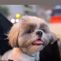 Mid County Veterinary Hospital ico
