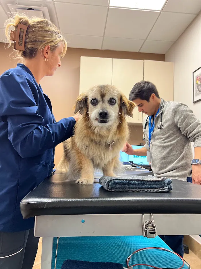 CVCA Cardiac Care for Pets - West Palm Beach 12