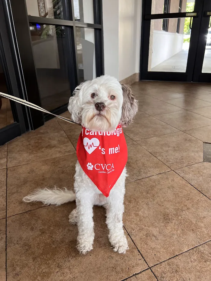 CVCA Cardiac Care for Pets - West Palm Beach 12
