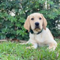 Animal Medical Clinic Of The Palm Beaches ico