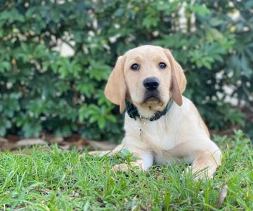 Animal Medical Clinic Of The Palm Beaches