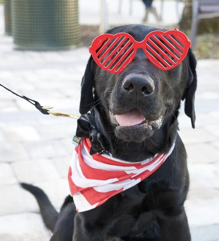 Animal Medical Clinic Of The Palm Beaches 12
