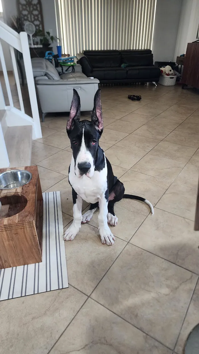 Animal Medical Clinic Of The Palm Beaches 12